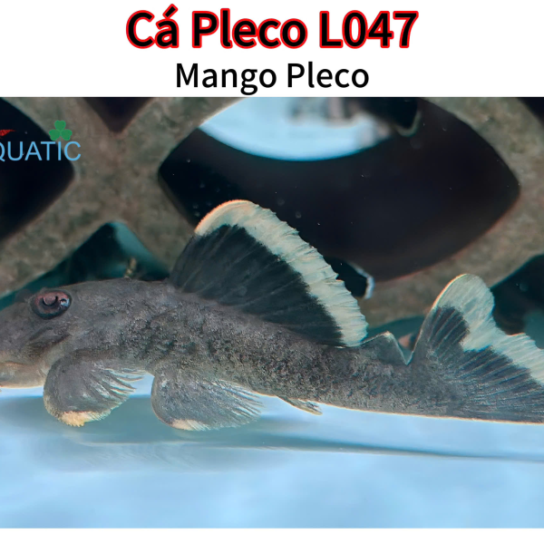 Cá Pleco L47 - Mango Pleco