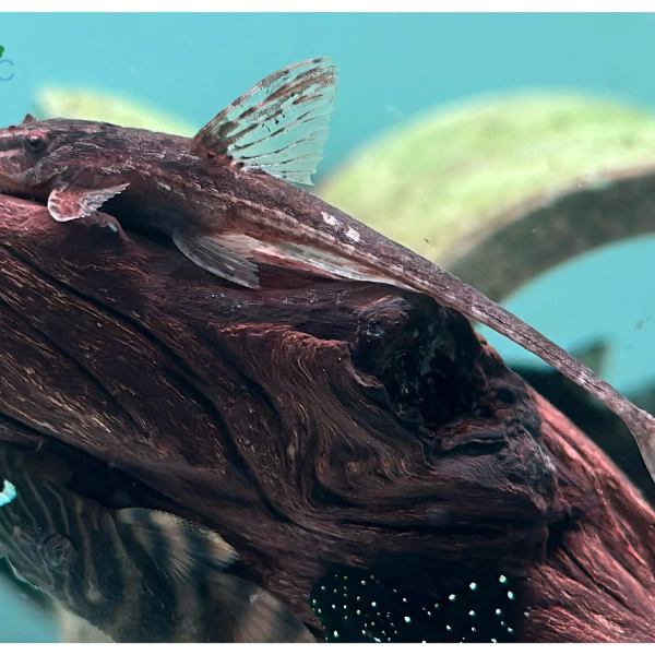 cá trực thăng đỏ