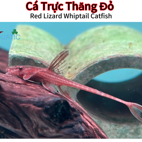 cá trực thăng đỏ