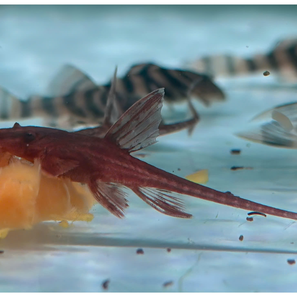 cá trực thăng đỏ