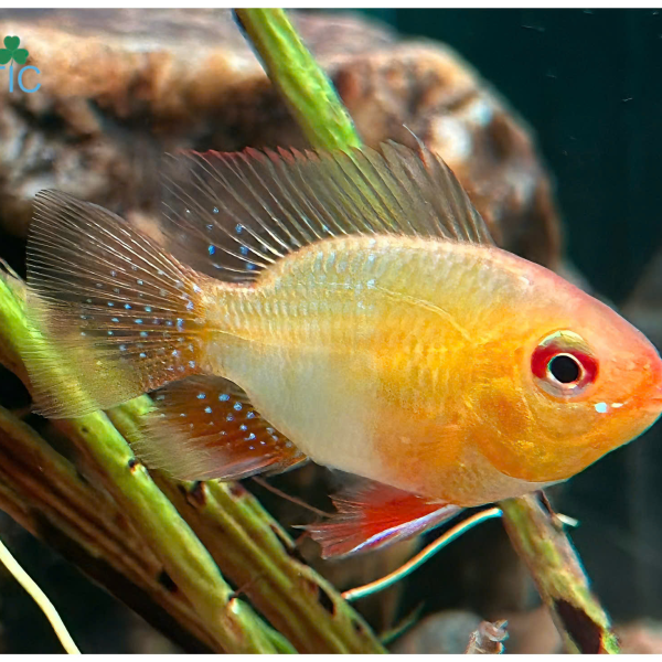 cá phượng hoàng vàng