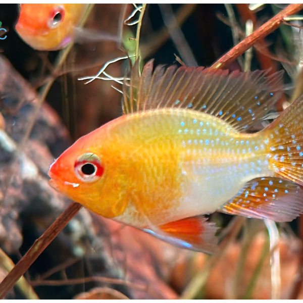 cá phượng hoàng vàng