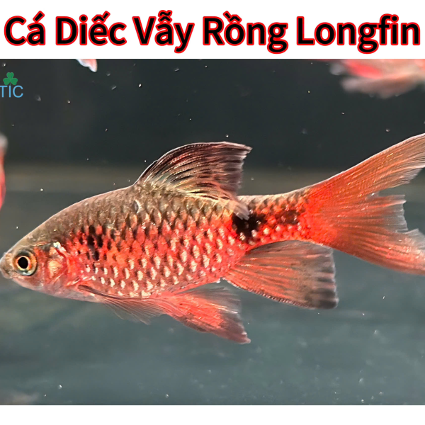 Cá Diếc Vẫy Rồng Longfin