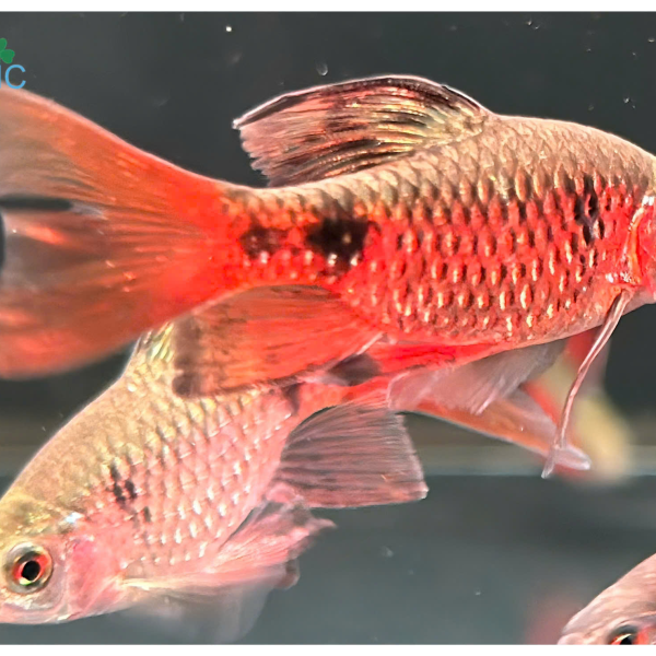 Cá Diếc Vẫy Rồng Longfin