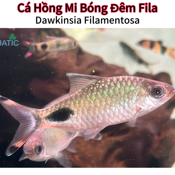 Cá Hồng Mi Bóng Đêm Fila 