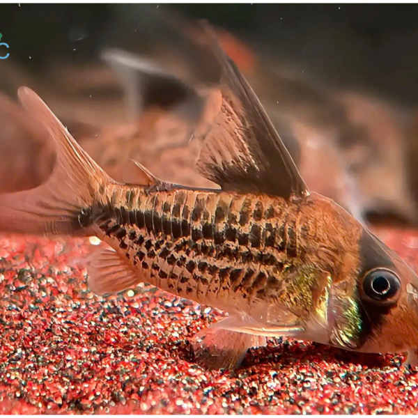 Cá Chuột C003 - Corydoras C003