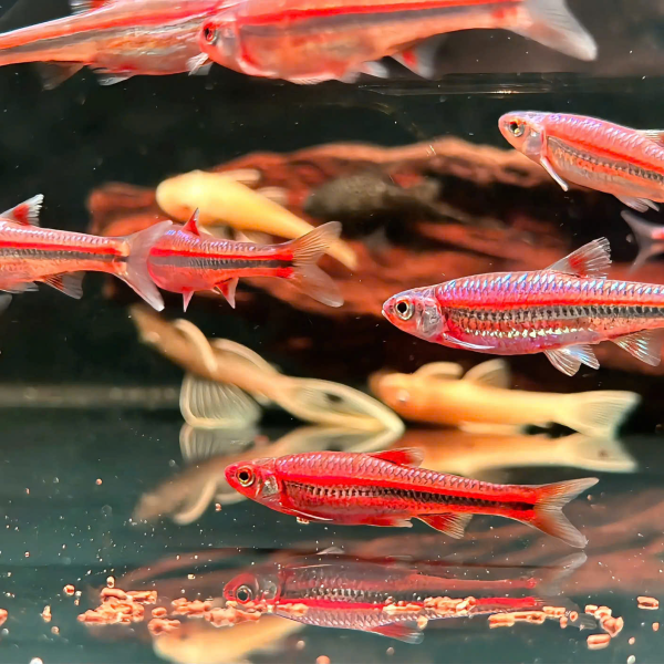 cá bảo liên đăng 