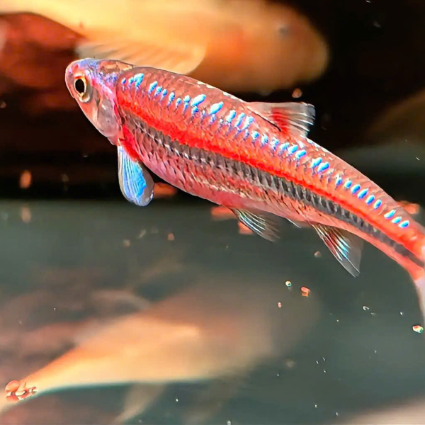 cá bảo liên đăng 