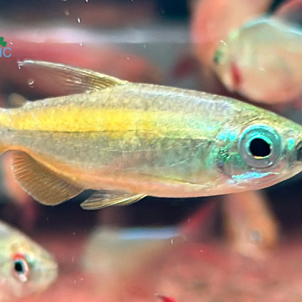 Blue Eyed Congo Tetra - Cá Congo Vàng Mắt Xanh