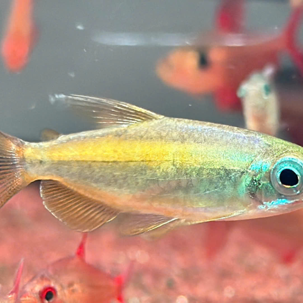 Blue Eyed Congo Tetra - Cá Congo Vàng Mắt Xanh