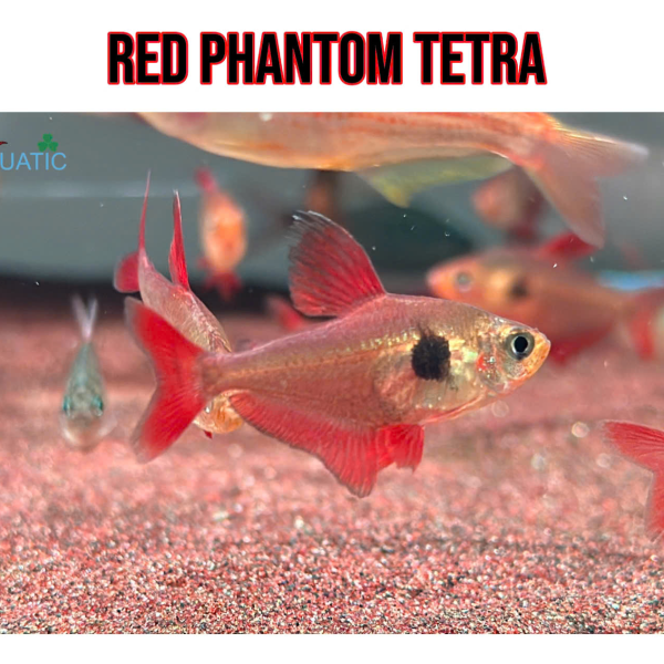 Cá Red Phantom Tetra