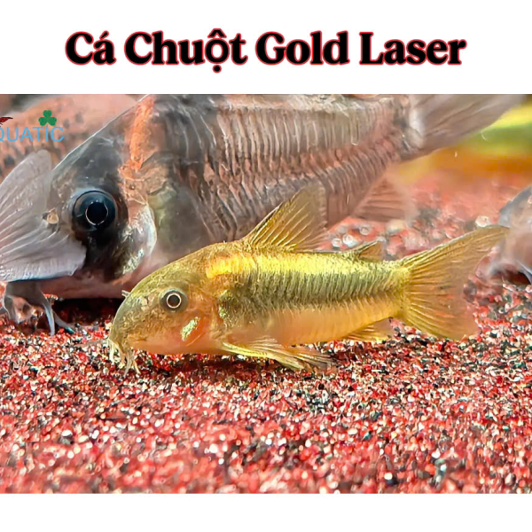 Cá chuột gold laser