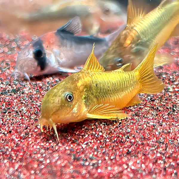 Cá chuột gold laser