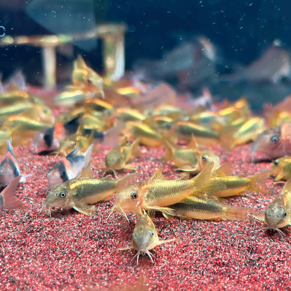 Cá chuột gold laser