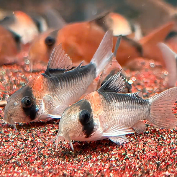 Cá Chuột Adlfoi - Corydoras adolfoi