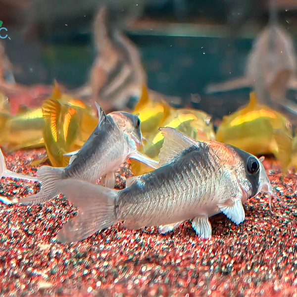 Cá Chuột Adlfoi - Corydoras adolfoi