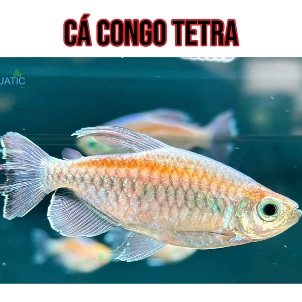 cá congo tetra