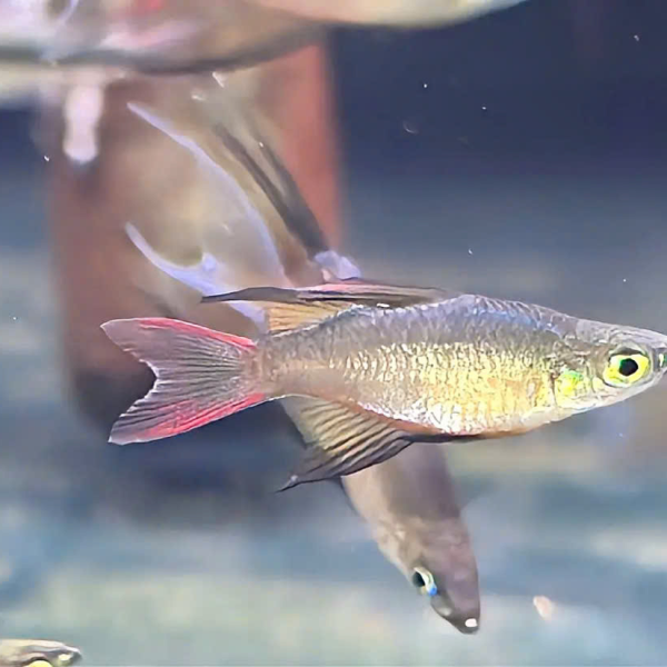 Cá Cầu Vồng Vây Dài - Iriatherina Werneri