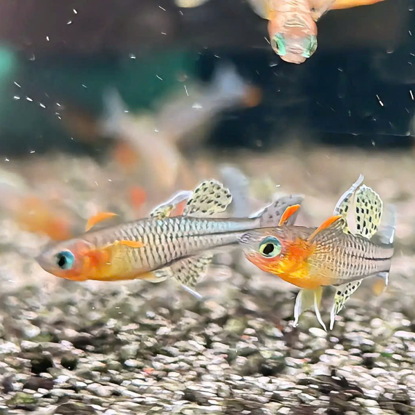 Cá cầu vồng chấm bi 