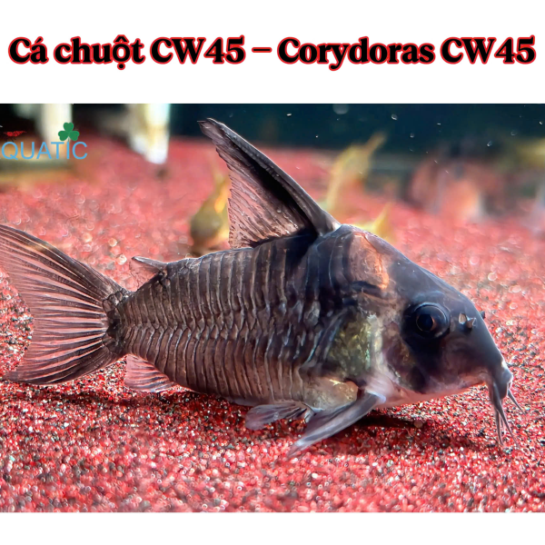 Cá chuột CW45 - Corydoras CW45