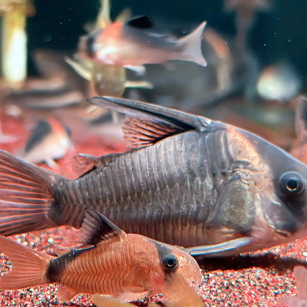 Cá chuột CW45 - Corydoras CW45