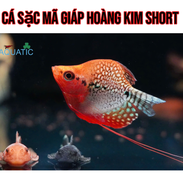 cá sặc mã giáp hoàng kim short