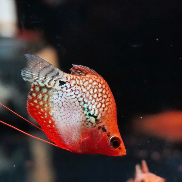 cá sặc mã giáp hoàng kim short