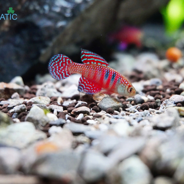 Cá Killi Magnificus 