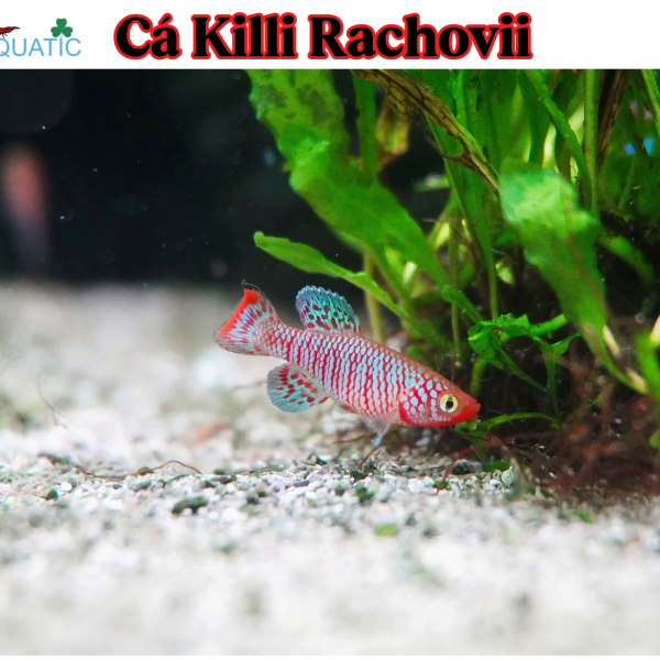 cá killi rachovii
