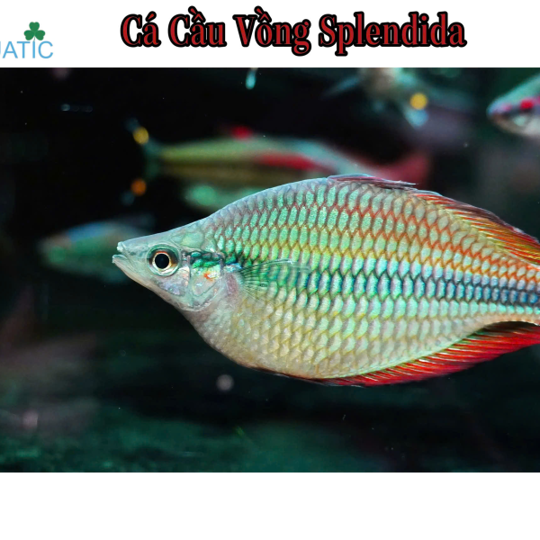 Cá Cầu Vồng Splendida