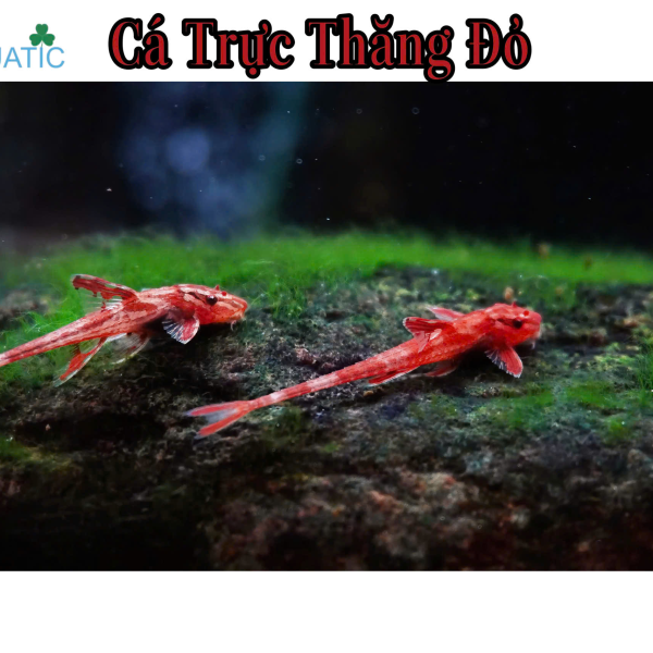 cá trực thăng đỏ