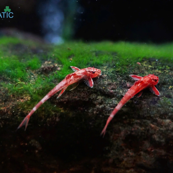 cá trực thăng đỏ