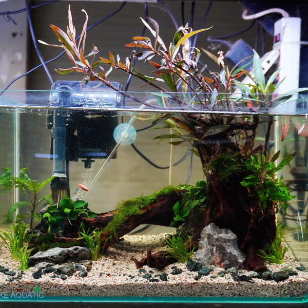 Hồ Thủy Sinh Setup Sẵn Kích Thước 40x23x25cm