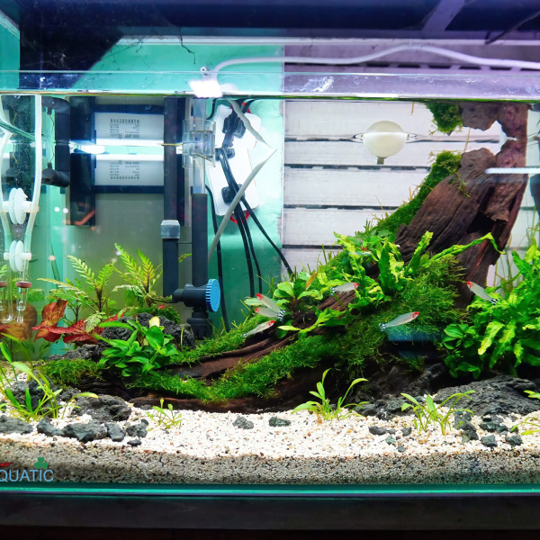 Hồ Thủy Sinh Setup Sẵn Kích Thước 50x30x30cm