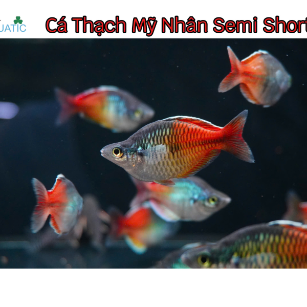 Cá Thạch Mỹ Nhân Semi Short