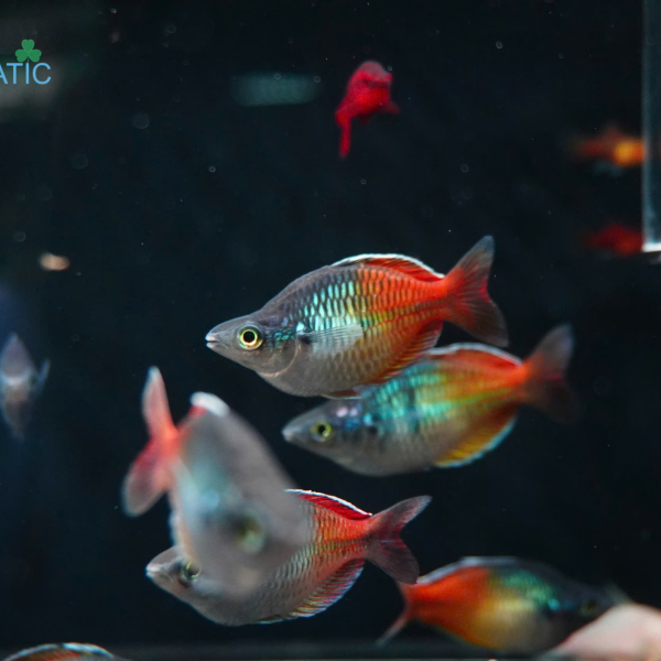 Cá Thạch Mỹ Nhân Semi Short