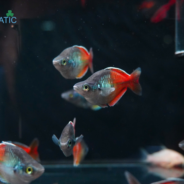 Cá Thạch Mỹ Nhân Semi Short