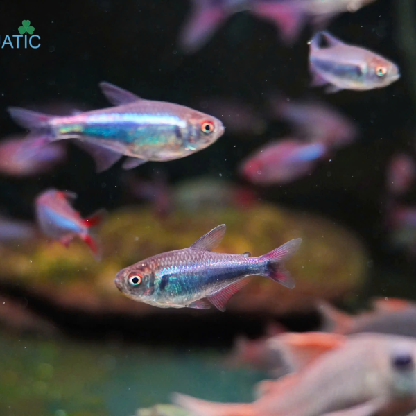 Cá Bleeding Blue Tetra
