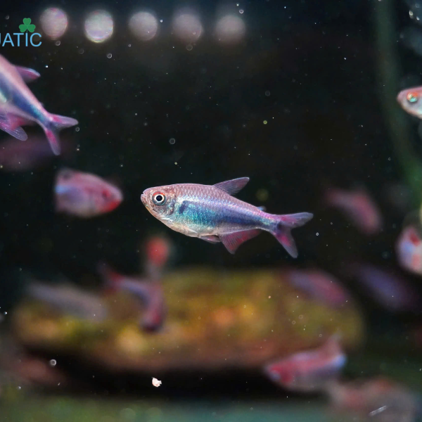 Cá Bleeding Blue Tetra