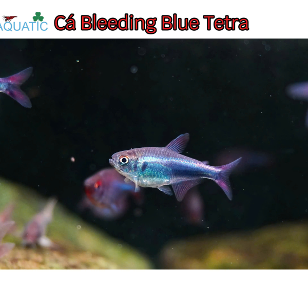 Cá Bleeding Blue Tetra