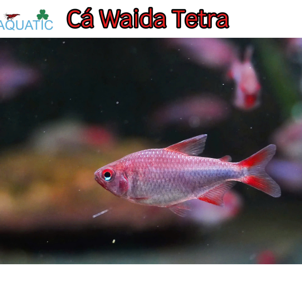 Cá Waida Tetra