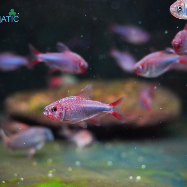 Cá Waida Tetra