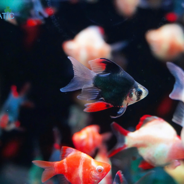 Cá Xecan Xanh Short Longfin