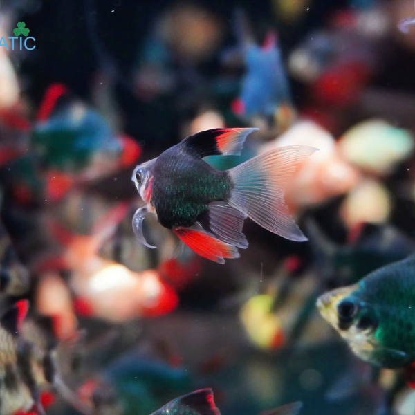 Cá Xecan Xanh Short Longfin