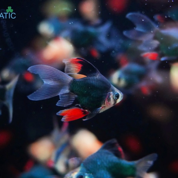 Cá Xecan Xanh Short Longfin