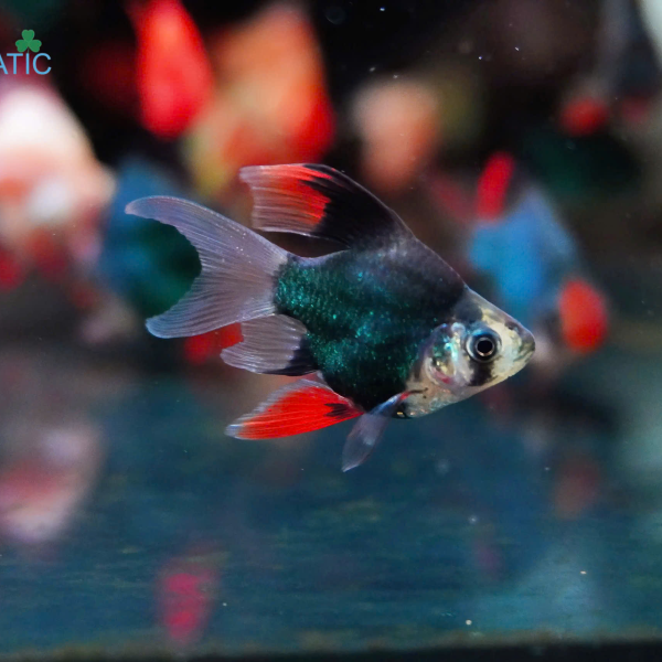 Cá Xecan Xanh Short Longfin