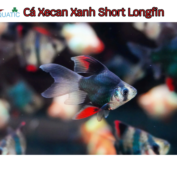 Cá Xecan Xanh Short Longfin