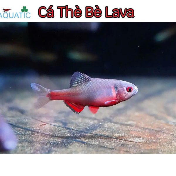 Cá Thè Bè Lava