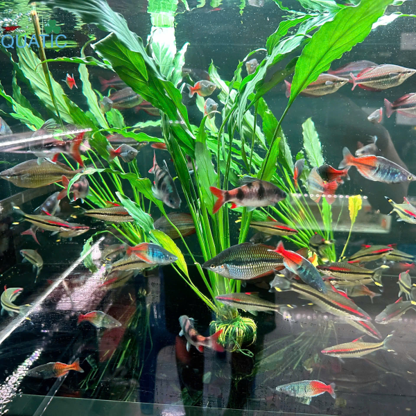 Cây Lan Ý - Cây Thủy Sinh Giá Thể Đất Sẵn 