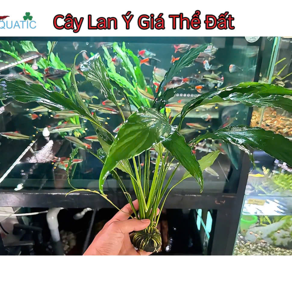 Cây Lan Ý - Cây Thủy Sinh Giá Thể Đất Sẵn 